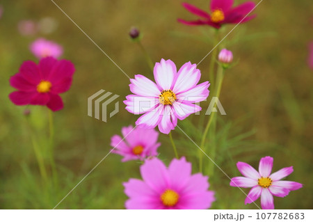 法起寺(ほうきじ)のコスモス 【奈良県斑鳩町】 法起寺(ほうきじ)のコスモス 【奈良県斑鳩町】 107782683