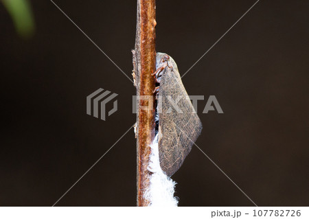 チュウゴクアミガサハゴロモ（アミガサハゴロモに似た外来種） 107782726
