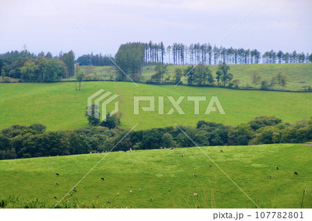 ナイタイ高原牧場（北海道・上川郡新得町） 107782801