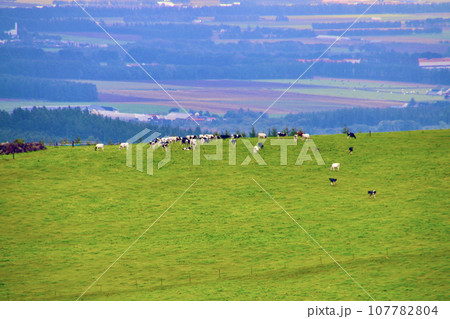 ナイタイ高原牧場（北海道・上川郡新得町） 107782804