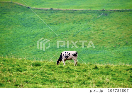 ナイタイ高原牧場（北海道・上川郡新得町） 107782807