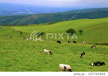 ナイタイ高原牧場(北海道・上川郡新得町) ナイタイ高原牧場(北海道・上川郡新得町) 107782809