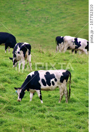 ナイタイ高原牧場（北海道・上川郡新得町） 107782810