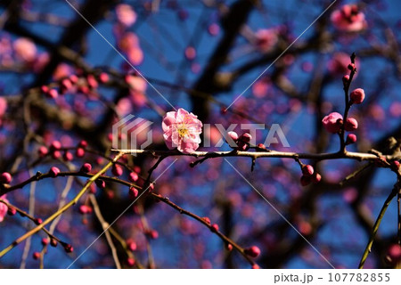 咲き始めた梅の花 107782855