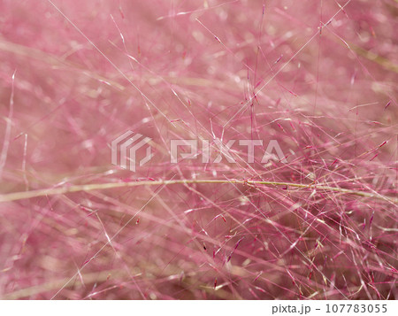 ミューレンベルギアカピラリスのクローズアップ 107783055