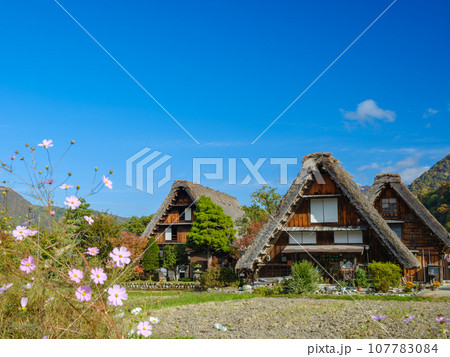 岐阜_白川郷合掌造りと紅葉の風景 107783084