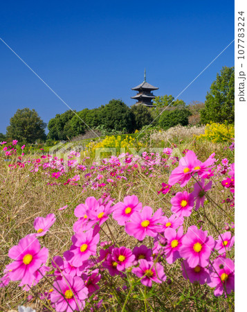岡山_コスモスの咲く備中国分寺の風景 107783224