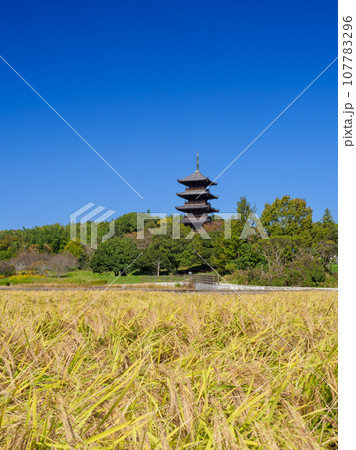 岡山_輝く稲穂と備中国分寺の風景 107783296