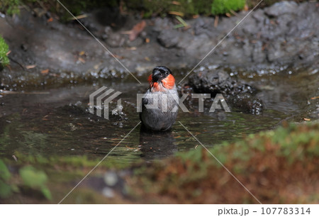 水浴をするウソのオス 水浴をするウソのオス 107783314