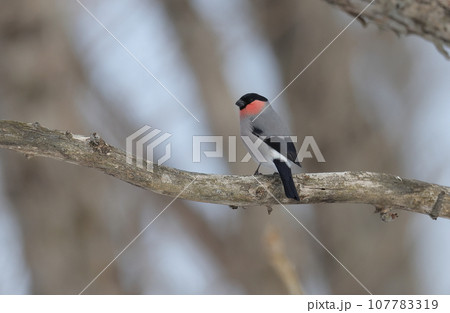 枯れ木に止まるウソのオス 107783319