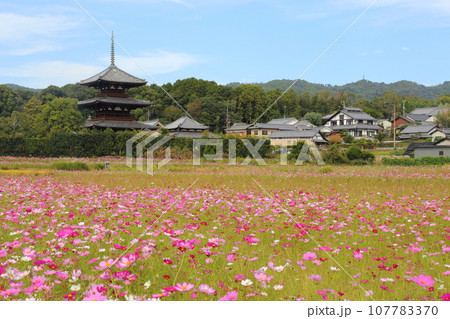 法起寺（ほうきじ）の三重塔〈国宝〉とコスモス畑 【奈良県斑鳩町】 107783370