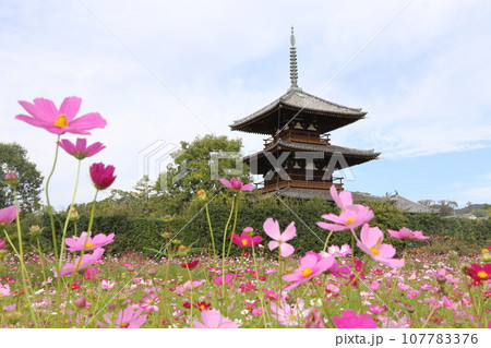 法起寺（ほうきじ）の三重塔〈国宝〉とコスモス畑 【奈良県斑鳩町】 107783376