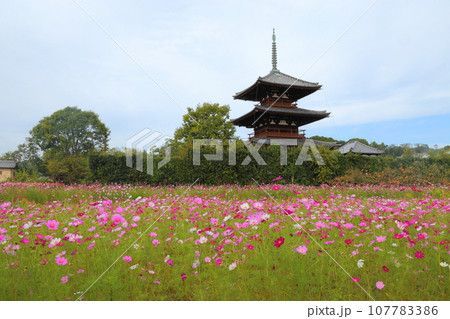 法起寺（ほうきじ）の三重塔〈国宝〉とコスモス畑 【奈良県斑鳩町】 107783386