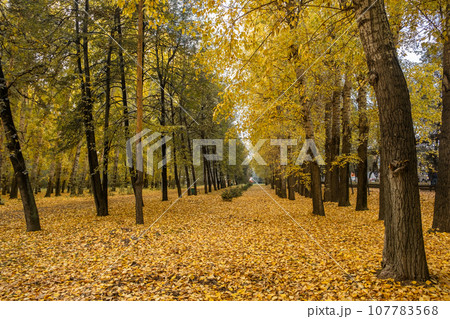 Beautiful autumn park. Autumn in Kemerovo. Autumn trees and leaves. Autumn Landscape. Beautiful romantic alley in a park with colorful trees and sunlight. 107783568