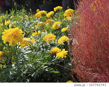鮮やかなマリーゴールドの花とコキア 鮮やかなマリーゴールドの花とコキア 107783741