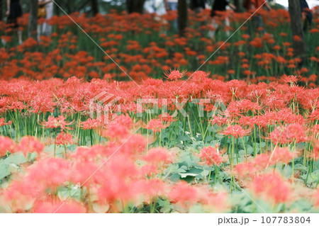 彼岸花の素材 彼岸花の素材 107783804