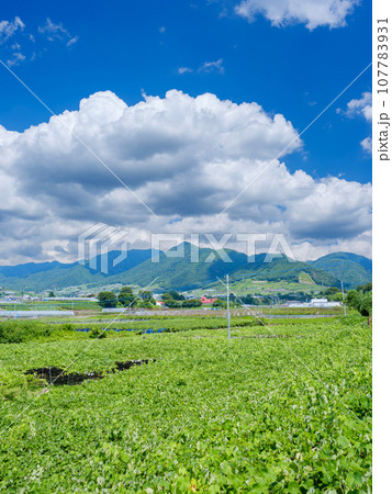 山梨甲州市_快晴の青空とぶどう畑の広がる風景 107783931