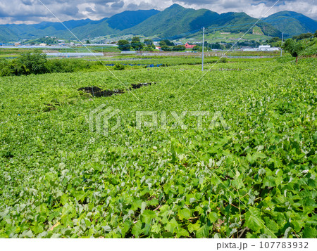 山梨甲州市_快晴の青空とぶどう畑の広がる風景 107783932