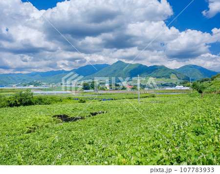 山梨甲州市_快晴の青空とぶどう畑の広がる風景 107783933
