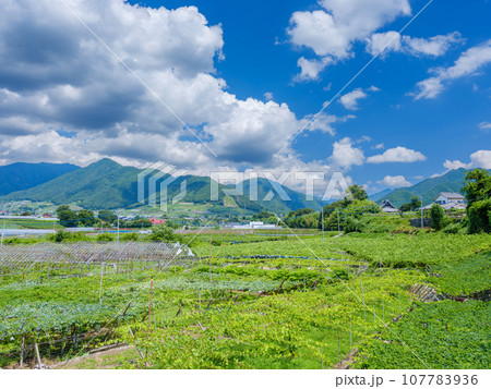 山梨甲州市_快晴の青空とぶどう畑の広がる風景 107783936