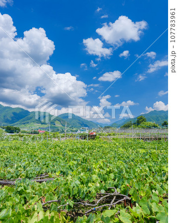 山梨甲州市_快晴の青空とぶどう畑の広がる風景 山梨甲州市_快晴の青空とぶどう畑の広がる風景 107783961