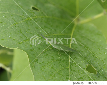 葉の上のショウリョウバッタ幼体 葉の上のショウリョウバッタ幼体 107783990