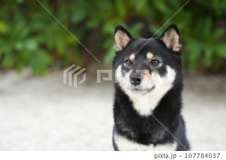 笑顔の豆柴のシェリ 107784037