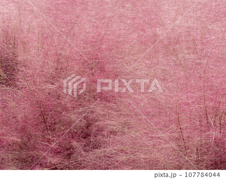 鮮やかなピンク色のミューレンベルギアカピラリス 107784044