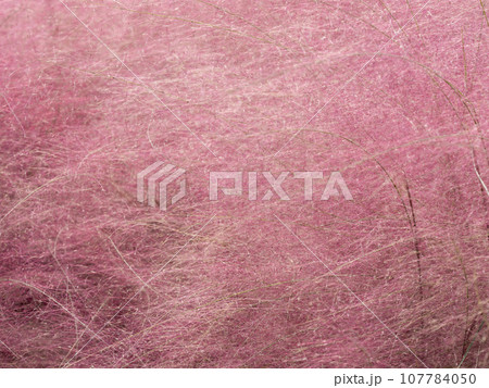 鮮やかなピンク色のミューレンベルギアカピラリス 鮮やかなピンク色のミューレンベルギアカピラリス 107784050