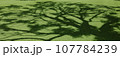 木の影が映る風景 107784239
