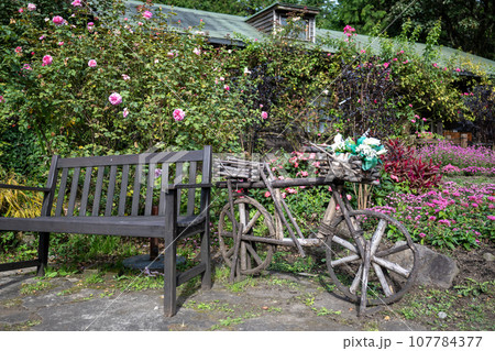 秋晴れの晴天の日に咲く色々な花が久住山のふもとに咲く公園の花 107784377