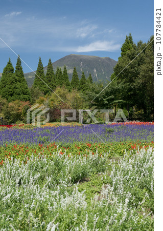 秋晴れの晴天の日に咲く色々な花が久住山のふもとに咲く公園の花 秋晴れの晴天の日に咲く色々な花が久住山のふもとに咲く公園の花 107784421