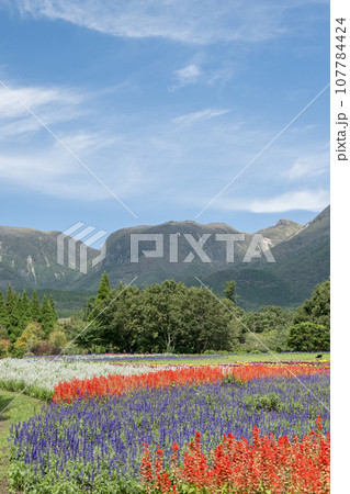 秋晴れの晴天の日に咲く色々な花が久住山のふもとに咲く公園の花 秋晴れの晴天の日に咲く色々な花が久住山のふもとに咲く公園の花 107784424