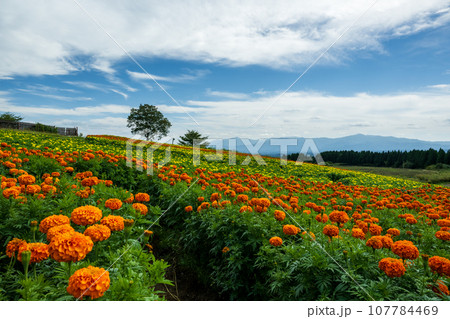 秋晴れの晴天の日に咲く色々な花が久住山のふもとに咲く公園の花 107784469