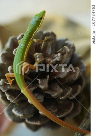 アオカナヘビ 107784763