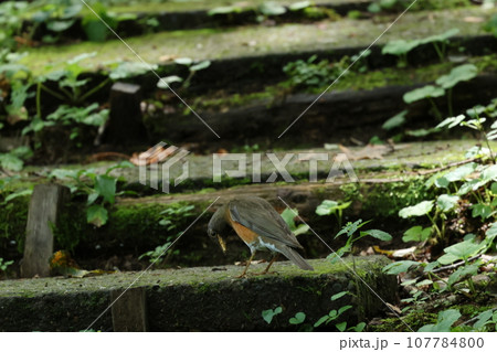 高原の夏鳥、アカハラ 高原の夏鳥、アカハラ 107784800