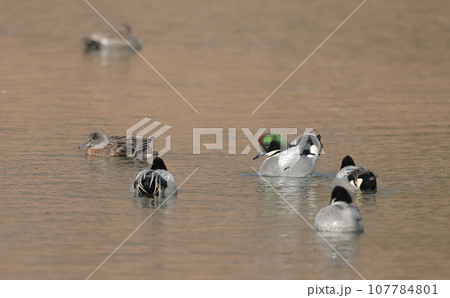 ディスプレイするヨシガモのオス 107784801