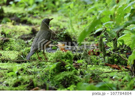 高原の夏鳥、アカハラ 高原の夏鳥、アカハラ 107784804