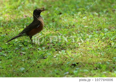高原の夏鳥、アカハラ 高原の夏鳥、アカハラ 107784806
