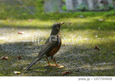 高原の夏鳥、アカハラ 高原の夏鳥、アカハラ 107784808