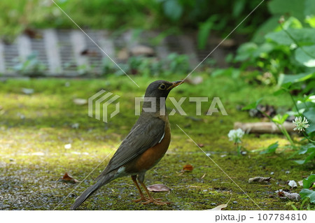 高原の夏鳥、アカハラ 107784810