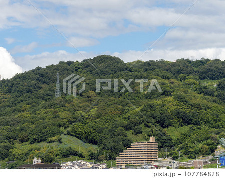 鮮やかな新緑の高尾山 107784828