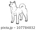 秋田犬の立派な立ち姿の線画 107784832