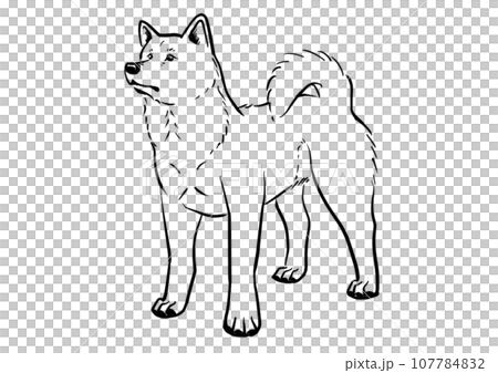 秋田犬站立姿勢的線條描圖 107784832