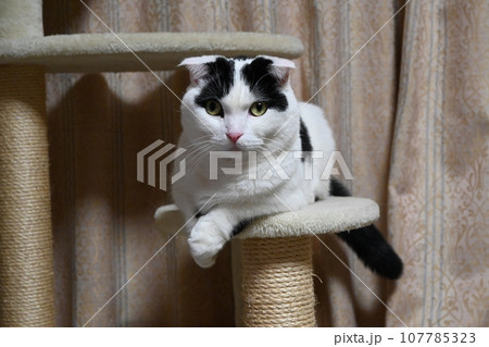 くつろぎ猫 短足たれ耳マンチカン くつろぎ猫 短足たれ耳マンチカン 107785323