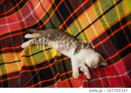 寝転ぶ猫 寝転ぶ猫 107785337