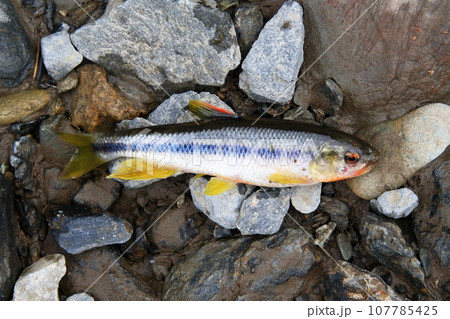 婚姻色が出始めたカワムツが釣れた 107785425