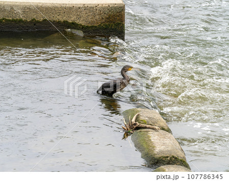 魚道で魚を狙う川鵜 魚道で魚を狙う川鵜 107786345