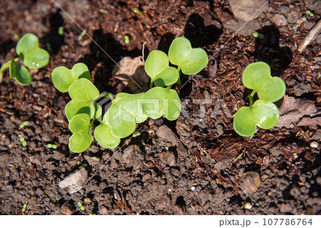 秋蒔き大根の発芽 秋蒔き大根の発芽 107786764