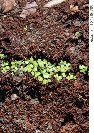 チンゲン菜の発芽 107786789